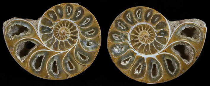 Cut & Polished, Agatized Ammonite Fossil - Jurassic #53796